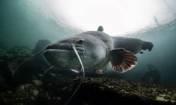 Кшиштоф Пыр и Адриан Гонтаж поймали гигантского сома, претендуя на рекорд IGFA kshishtof pyr i adrian gontazh pojmali gigantskogo soma pretenduya na rekord -fabrec-ru-0