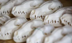 Минздрав МО сообщил о контроле над скотомогильниками Подмосковья minzdrav mo soobshhil o kontrole nad skotomogilnikami podmoskovya-fabrec-ru-0