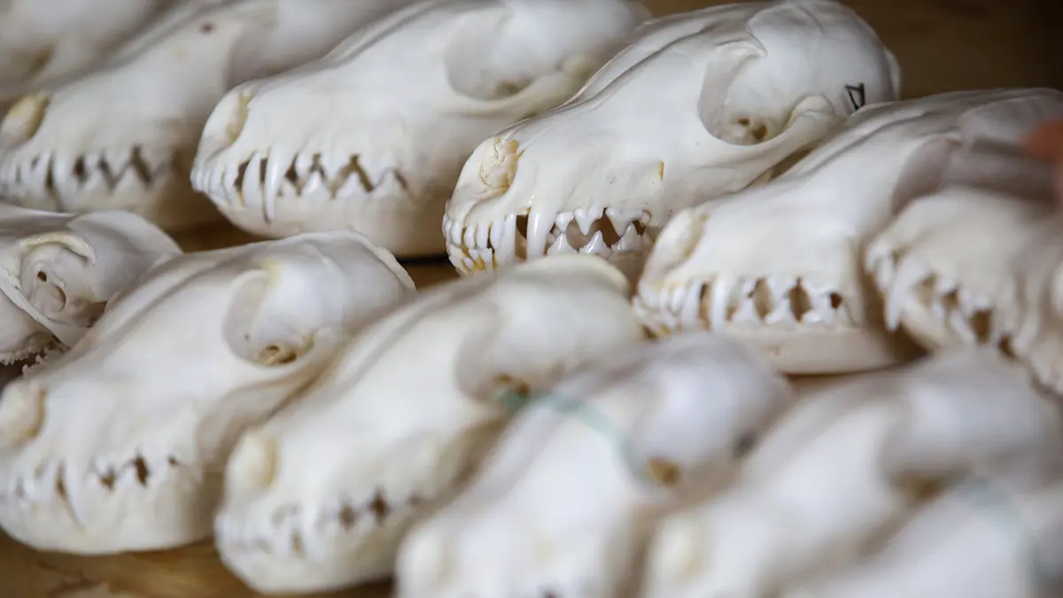 Врач Тен: Скотомогильники в Подмосковье могут вызвать смертельные заболевания