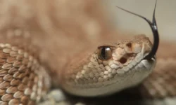 Прокуратура Подмосковья приняла меры в связи с подростком из Пушкина prokuratura podmoskovya prinyala mery v svyazi s podrostkom iz pushkina-fabrec-ru-0