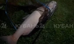 shkolnik iz slavyanskanakubani pojmal belogo tolstolobika pod krasnodarom-fabrec-ru-0