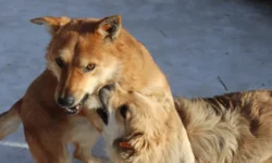 Следственный комитет и прокуратура Приморья следят за ситуацией во Владивостоке sledstvennyj komitet i prokuratura primorya sledyat za situacziej vo vladivostoke-fabrec-ru-0