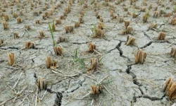 Совместный проект МФТИ, МГУ, ZALF и Института физики Земли РАН создает цифровой двойник почвы sovmestnyj proekt mfti mgu i instituta fiziki zemli ran sozdaet czifrovoj dvojnik pochvy-fabrec-ru-0