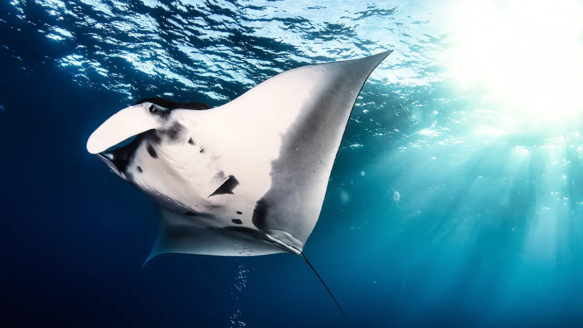 Скат-хвостокол чуть не убил пенсионерку в Подмосковье