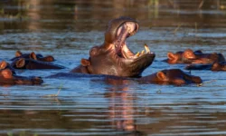 Ученые удивлены уникальными находками бегемотов в Германии uchenye udivleny unikalnymi nahodkami begemotov v germanii-fabrec-ru-0