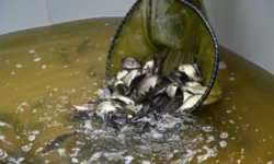 В Свердловской области укрепляют экосистему с помощью мальков сазана v sverdlovskoj oblasti ukreplyayut ekosistemu s pomoshhyu malkov sazana-fabrec-ru-0