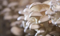 Вешенка радует грибников во время осенней тихой охоты под Каширой veshenka raduet gribnikov vo vremya osennej tihoj ohoty pod kashiroj-fabrec-ru-0