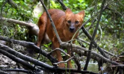 Волки-людоеды вновь угрожают жителям Бахрайча, лесное ведомство и тревога volkilyudoedy vnov ugrozhayut zhitelyam bahrajcha lesnoe vedomstvo i trevoga-fabrec-ru-0