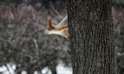 Александр Ильин сообщает о теплой неделе в Москве по метеоновостям aleksandr ilin soobshhaet o teploj nedele v moskve po meteonovostyam-fabrec-ru-0