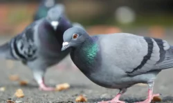 Андрей Кондрахин объясняет способы передачи Птичьего гриппа и других заболеваний голубями andrej kondrahin obyasnyaet sposoby peredachi ptichego grippa i drugih zabolevanij golubyami-fabrec-ru-0