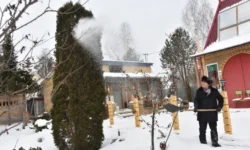 Еловый лапник и штамбы помогают сохранить сад, снег и почву зимой elovyj lapnik i shtamby pomogayut sohranit sad sneg i pochvu zimoj-fabrec-ru-0