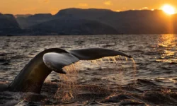 Финвал из Красной книги России найден у села Восточное в Макаровском районе finval iz krasnoj knigi rossii najden u sela vostochnoe v makarovskom rajone-fabrec-ru-0