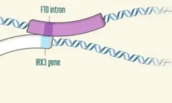 Генетики ИЦиГ СО РАН установили связь между генами FTO, IRX3 и ожирением у европеоидов genetiki iczig so ran ustanovili svyaz mezhdu genami 3 i ozhireniem u evropeoidov-fabrec-ru-0