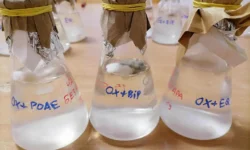 Конкуренция грибов-патогенов способствует росту яровой пшеницы konkurencziya gribovpatogenov sposobstvuet rostu yarovoj psheniczy-fabrec-ru-0