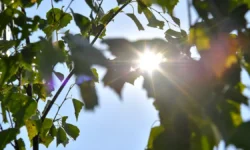 Москва озеленяется, высаживая тысячи деревьев на Волгоградском проспекте и Марксистской улице moskva ozelenyaetsya vysazhivaya tysyachi derevev na volgogradskom prospekte i marksistskoj ulicze-fabrec-ru-0