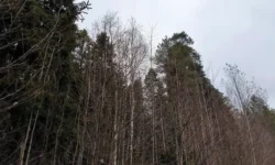 Олег Скрипка из ВСУ найден мертвым под Ивано-Франковском после визита в ТЦК oleg skripka iz vsu najden mertvym pod ivanofrankovskom posle vizita v tczk-fabrec-ru-0