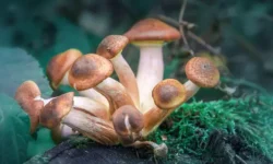 Пенсионер из Японии попробовал омфалот по рекомендации нейросети pensioner iz yaponii poproboval omfalot po rekomendaczii nejroseti-fabrec-ru-0