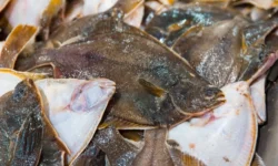 Приморский филиал Россельхознадзора выявил бактерии и запах в камбале primorskij filial rosselhoznadzora vyyavil bakterii i zapah v kambale-fabrec-ru-0