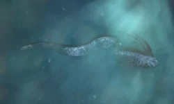 Томи Чисман обнаружил сельдяного короля в Тасмании tomi chisman obnaruzhil seldyanogo korolya v tasmanii-fabrec-ru-0