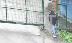 В Москве задержаны семейная пара и сын по делу о похищении собак v moskve zaderzhany semejnaya para i syn po delu o pohishhenii sobak-fabrec-ru-0