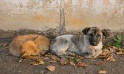 Администрация Владивостока поддержит приюты для животных и защиту бездомных животных administracziya vladivostoka podderzhit priyuty dlya zhivotnyh i zashhitu bezdomnyh zhivotnyh-fabrec-ru-0