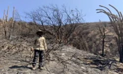 Чилийское исследование Гёттингенского университета о формировании почвы chilijskoe issledovanie gyottingenskogo universiteta o formirovanii pochvy-fabrec-ru-0