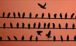 Эндрю Хейн исследует биологические истоки дезинформации у птиц и E.Coli endryu hejn issleduet biologicheskie istoki dezinformaczii u pticz i -fabrec-ru-0