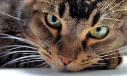 Федос и Эльвира Гараева рассказывают о путешествии кота в Нерюнгри fedos i elvira garaeva rasskazyvayut o puteshestvii kota v neryungri-fabrec-ru-0