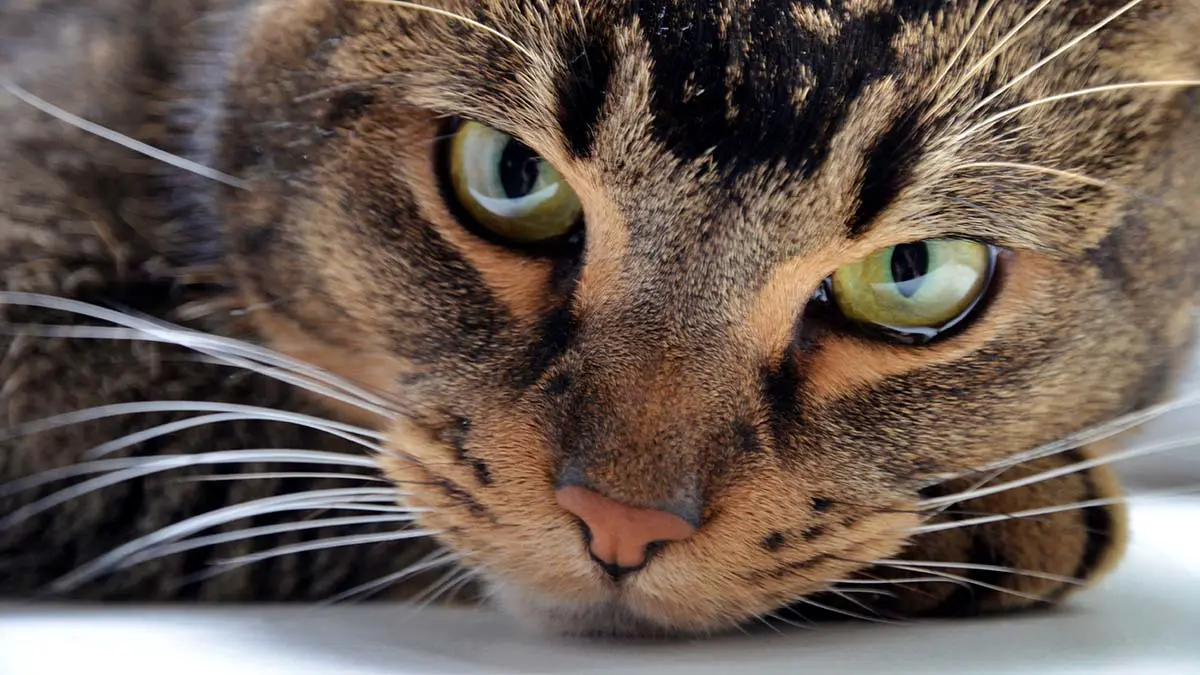 Москвичке вернули потерявшегося кота, проехавшего в поезде полстраны