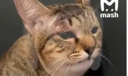 Кошка Мася из Екатеринбурга спасает российских туристов от змеи на Бали koshka masya iz ekaterinburga spasaet rossijskih turistov ot zmei na bali-fabrec-ru-0