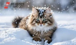 Кот Кузя из Новосибирска найден спасателями МЧС спустя два месяца поисков kot kuzya iz novosibirska najden spasatelyami mchs spustya dva mesyacza poiskov-fabrec-ru-0