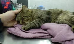 Мася из Екатеринбурга героически спасла семью на Бали от Green Viper masya iz ekaterinburga geroicheski spasla semyu na bali ot -fabrec-ru-0