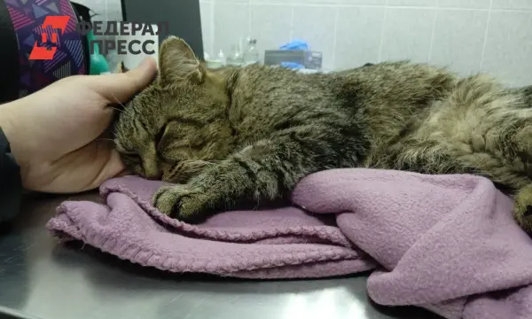 Мася из Екатеринбурга героически спасла семью на Бали от Green Viper-0