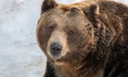 Медведи Японии радуются зиме в Тояме, Нагано и Симане medvedi yaponii raduyutsya zime v toyame nagano i simane-fabrec-ru-0