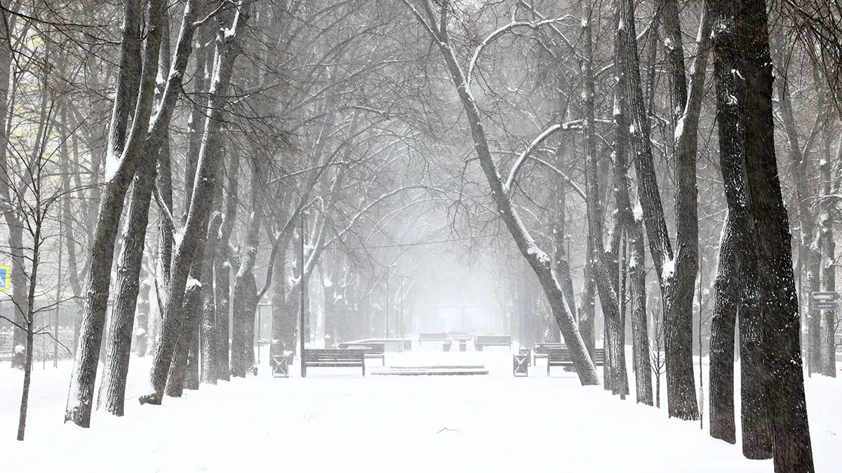 Прошедший 25 декабря снегопад в Москве стал самым сильным с начала зимы