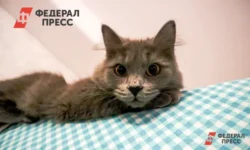 Неожиданные судьбы на «Хвостатом Новом годе» в Доме молодежи Рязани neozhidannye sudby na hvostatom novom gode v dome molodezhi ryazani-fabrec-ru-0