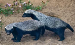 Приглашение к участию в викторине о медоедах от Московского зоопарка priglashenie k uchastiyu v viktorine o medoedah ot moskovskogo zooparka-fabrec-ru-0