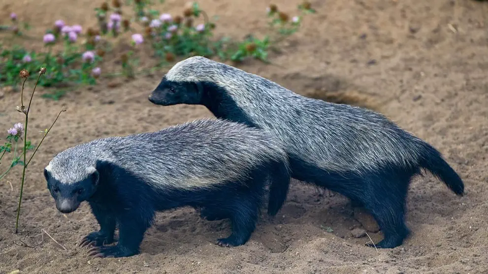 Пользователи портала mos.ru могут принять участие в викторине о медоедах