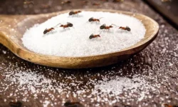 Российские туристы обнаружили муравьев в Xperience Kiroseiz Parkland 5* rossijskie turisty obnaruzhili muravev v 5-fabrec-ru-0