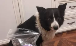 Сергей Пай расскажет о Симы и необычных обстоятельствах похищения собаки в Москве sergej paj rasskazhet o simy i neobychnyh obstoyatelstvah pohishheniya sobaki v moskve-fabrec-ru-0