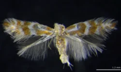 Ученые Института леса СО РАН обнаружили в Красноярске минирующую моль Phyllonorycter ivani на карагане древовидной uchenye instituta lesa so ran obnaruzhili v krasnoyarske miniruyushhuyu mol na karagane drevovidnoj-fabrec-ru-0