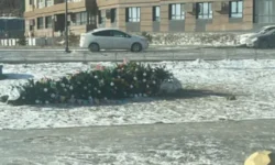 В Владивостоке снова упала ёлка, но «Новые люди» и Владимир Рассадин сохраняют оптимизм v vladivostoke snova upala yolka no novye lyudi i vladimir rassadin sohranyayut optimizm-fabrec-ru-0