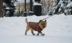 Владимир Уражевский и Михаил Шеляков о защите лап собак зимой vladimir urazhevskij i mihail shelyakov o zashhite lap sobak zimoj-fabrec-ru-0