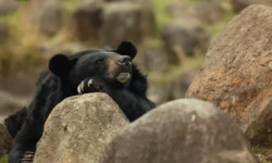 Япония усиливает защиту, проявляя оптимизм в борьбе с медвежьими нападениями и людьми yaponiya usilivaet zashhitu proyavlyaya optimizm v borbe s medvezhimi napadeniyami i lyudmi-fabrec-ru-0