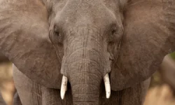 Джаркханд усиливает защиту после агрессии слона в Чайбасе dzharkhand usilivaet zashhitu posle agressii slona v chajbase-fabrec-ru-0