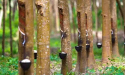 Химики ННГУ: гевеин заменит антибиотики в медицине и АПК himiki nngu gevein zamenit antibiotiki v mediczine i apk-fabrec-ru-0