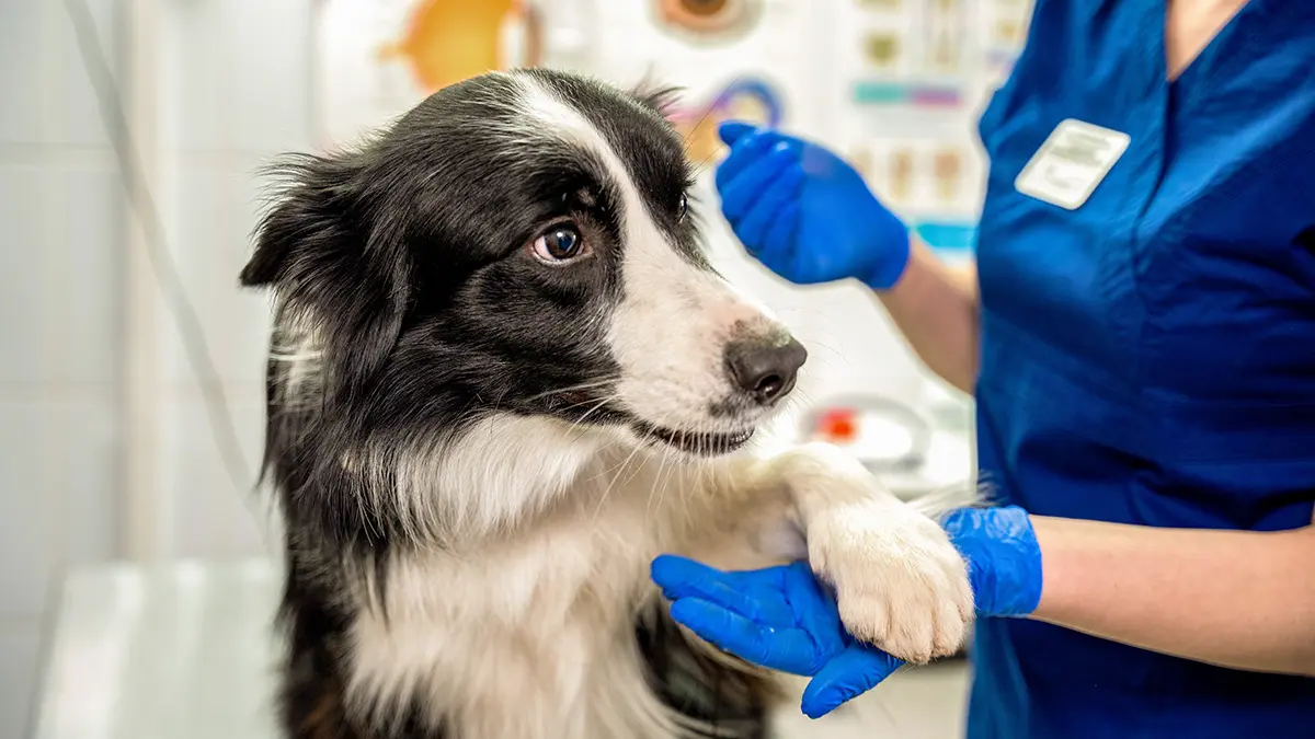 Можно ли взять больничный из-за болезни питомца