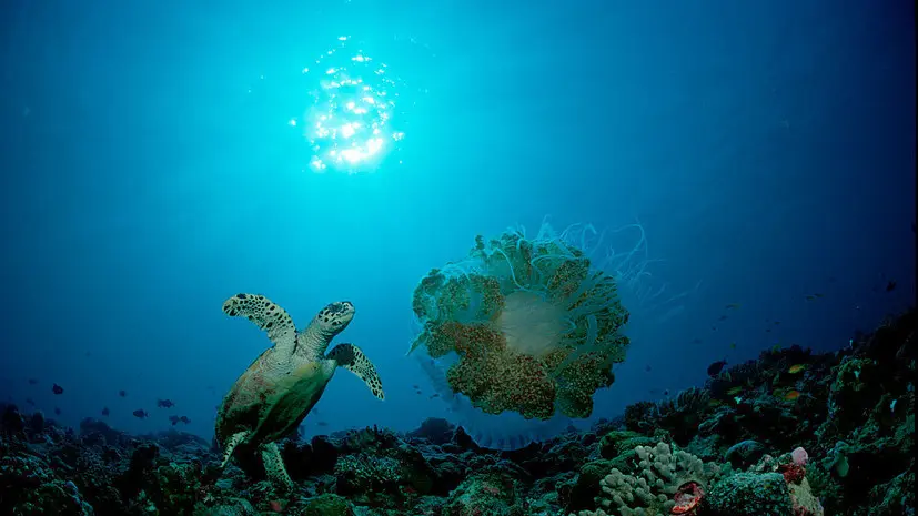 Турэксперт Сетун: появление медуз считается редким явлением на Мальдивах