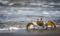 Крабы в Ирландии устроили переполох после аварии грузовика kraby v irlandii ustroili perepoloh posle avarii gruzovika-fabrec-ru-0