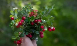 Мирицетин-3-O-галактозид клюквы защищает мочевые пути miriczetin3galaktozid klyukvy zashhishhaet mochevye puti-fabrec-ru-0